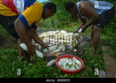 Vorbereitung für Lovo, eine traditionelle Mahlzeit im Boden, Rakiraki, Fidschi gekocht. Stockfoto