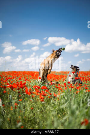 Zwei Hunde - Australische und Deutsche Schäferhund spielen in mohnfeld. Deutscher Schäferhund ist springen und versuchen, poppy Blütenblätter zu fangen. Stockfoto
