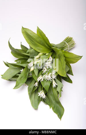 Ein Bündel von Bärlauch, Allium ursinum, fotografiert auf einem weißen Hintergrund. Dorset England UK GB Stockfoto