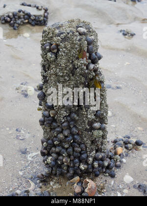 Holz- post auf Essex Strand in Littorina Millionenstadt - gemeinsame Strandschnecken und Seepocken abgedeckt. Buhnen werden verwendet, um die Erosion der Küste zu verhindern. Stockfoto