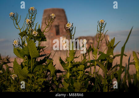 Norfolk Windmühle mit Blumen Stockfoto