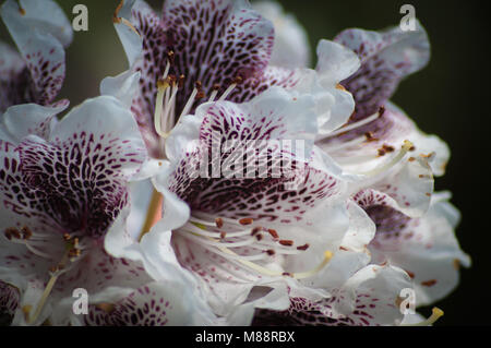 Rhododendron Stockfoto