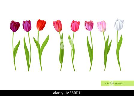 Große isolierte Tulpen Blumen Stock Vektor
