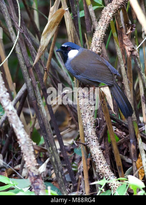 Zwartkeellijstergaai, Black-throated Laughingthrush Stockfoto