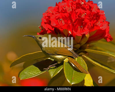 Vrouwtje Groenstaarthoningzuiger, Frau Green-tailed Sunbird Stockfoto