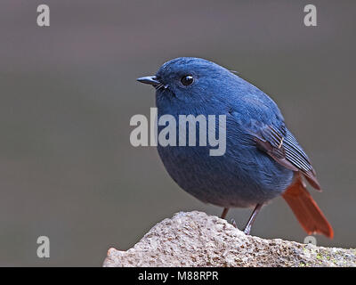 Mannetje Waterroodstaart op Rots, männliche Plumbeous Wasser - redstart auf Felsen Stockfoto