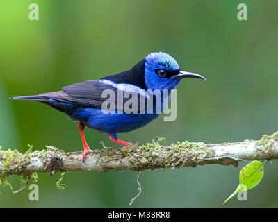 Mannetje Blauwe Suikervogel zittend op Tak, männlich Red-legged Honeycreeper thront auf einem Zweig Stockfoto