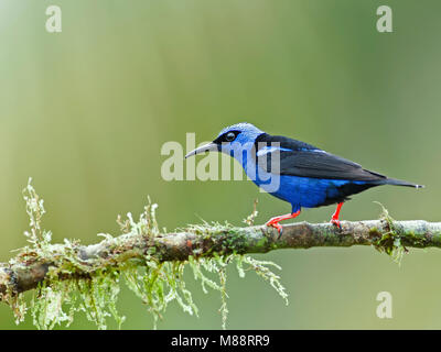 Mannetje Blauwe Suikervogel zittend op Tak, männlich Red-legged Honeycreeper thront auf einem Zweig Stockfoto