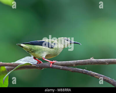 Onvolwassen Mannetje Blauwe Suikervogel zittend op Tak, unreifen männlichen Red-legged Honeycreeper thront auf einem Zweig Stockfoto