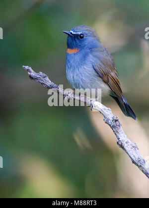 Mannetje Roestvlekvliegenvanger, männliche Rufous-gorgeted Schopftyrann Stockfoto