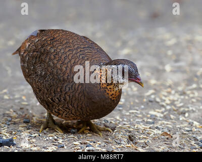 Bospatrijs Groenpoot - close-up, Schuppige-breasted Rebhuhn close-up Stockfoto