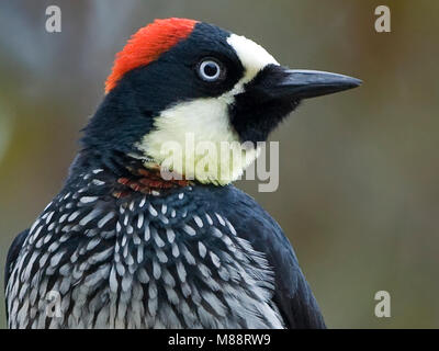 Eikelspecht close-up, Acorn Specht close-up Stockfoto