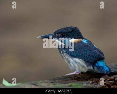 Mannetje Blauwborstijsvogel, männlich Blue-Gebändert Kingfisher Stockfoto
