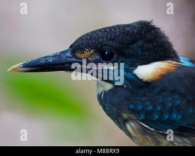 Mannetje Blauwborstijsvogel, männlich Blue-Gebändert Kingfisher Stockfoto