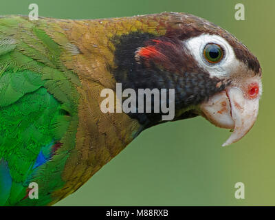 Bruinkoppapegaai close-up, Braun-headed Parrot close-up Stockfoto