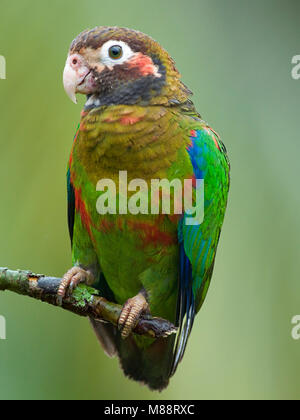 Bruinkoppapegaai, Brown-headed Parrot Stockfoto