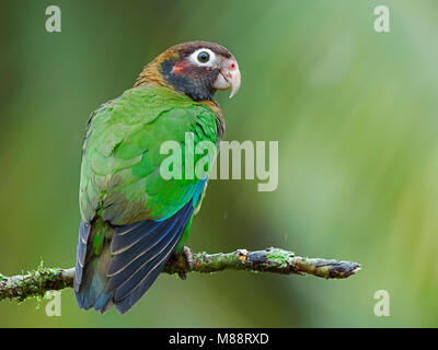 Bruinkoppapegaai, Brown-headed Parrot Stockfoto