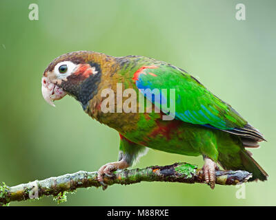 Bruinkoppapegaai, Brown-headed Parrot Stockfoto