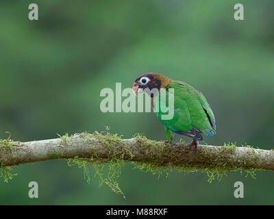 Bruinkoppapegaai, Brown-headed Parrot Stockfoto