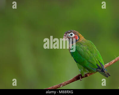 Bruinkoppapegaai, Brown-headed Parrot Stockfoto