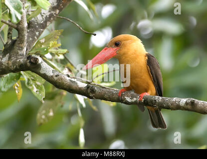 Bruinvleugelijsvogel, Braun - winged Kingfisher Stockfoto