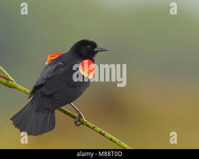 Mannetje Epauletspreeuw zittend op Tak, männlich Red-winged blackbird thront auf einem Zweig Stockfoto