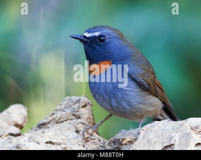 Roestvlekvliegenvanger, RUFOUS-gorgeted Schopftyrann Stockfoto