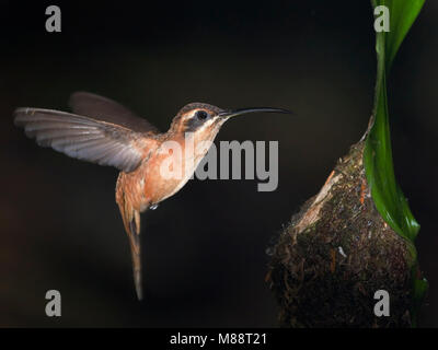 Kleine Streepkeelheremietkolibrie in Vlucht bij Nest, Stripe-throated Einsiedler im Flug in der Nähe von Nest Stockfoto