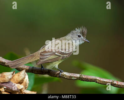 Geelbuikelenia zittend op Tak, Yellow-bellied Elaenia auf Ast sitzend Stockfoto