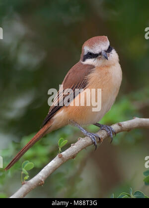 Bruine Klauwier, Braun Shrike, Lanius cristatus Stockfoto