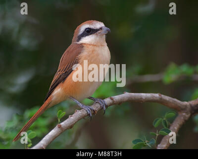 Bruine Klauwier, Braun Shrike, Lanius cristatus Stockfoto