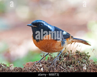 Spiegelroodstaart, redstart Phoenicurus auroreus Daurian, Stockfoto