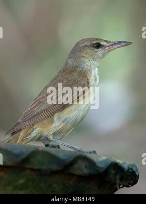 Chinesische Karekiet, Orientalische Reed-Warbler, Acrocephalus orientalis Stockfoto