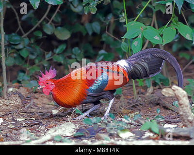 Bankivahoen, Red Junglefowl, Gallus gallus Gallus Stockfoto