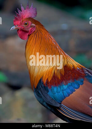 Bankivahoen, Red Junglefowl, Gallus gallus Gallus Stockfoto