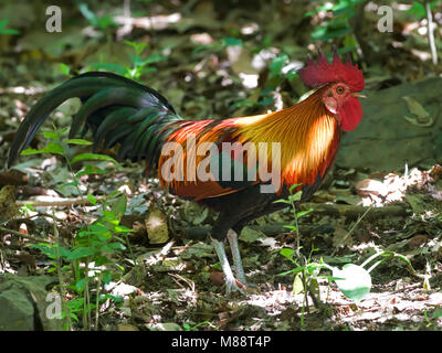 Bankivahoen, Red Junglefowl, Gallus gallus Gallus Stockfoto