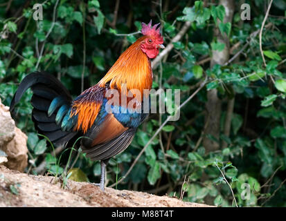 Bankivahoen, Red Junglefowl, Gallus gallus Gallus Stockfoto