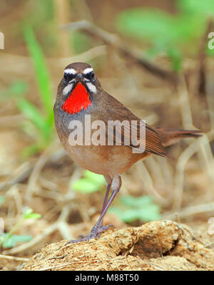 Roodkeelnachtegaal, sibirische Rubythroat, Luscinia calliope Stockfoto