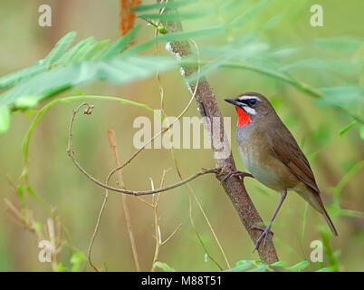 Roodkeelnachtegaal, sibirische Rubythroat, Luscinia calliope Stockfoto