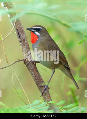 Roodkeelnachtegaal, sibirische Rubythroat, Luscinia calliope Stockfoto