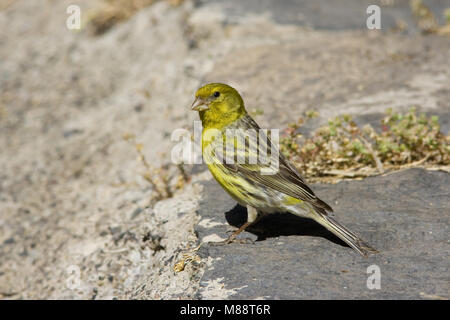 Atlantik Kanarische Männchen auf dem Felsen; Kanarie Mann zittend op Rots Stockfoto