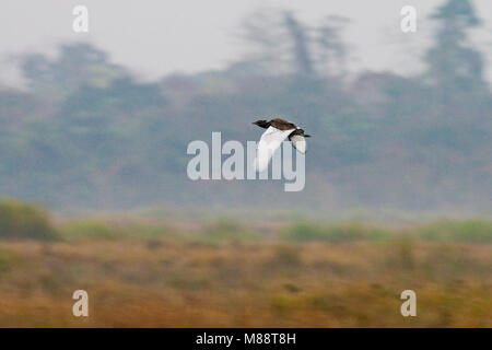 In Baardtrap vlucht; Bengal Florican im Flug Stockfoto