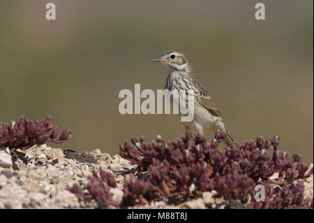 Berthelots Pieper op de Grond; Berthelot der Pieper auf dem Boden Stockfoto