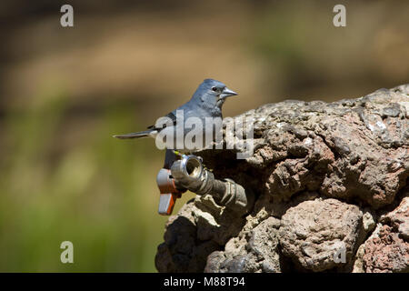 De Blauwe Vink ist endemisch voor de Tenerife en Gran Canaria; Blau Buchfink ist endemisch auf Teneriffa und Gran Canaria Stockfoto