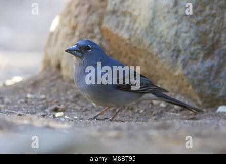 De Blauwe Vink ist endemisch voor de Tenerife en Gran Canaria; Blau Buchfink ist endemisch auf Teneriffa und Gran Canaria Stockfoto