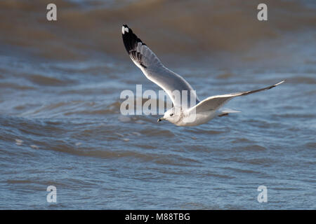 Vliegende Stormmeeuw in tweede winterkleed; Fliegen Mew Gull im zweiten Winter Gefieder Stockfoto