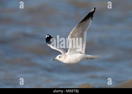 Vliegende Stormmeeuw in tweede winterkleed; Fliegen Mew Gull im zweiten Winter Gefieder Stockfoto