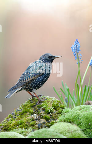 Spreeuw op Mos; Common Starling auf Moss gehockt Stockfoto