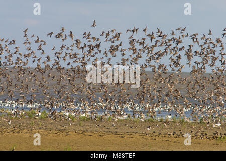 Curlew Sandpiper Herde fliegen; Krombekstrandloper groep Vliegend Stockfoto