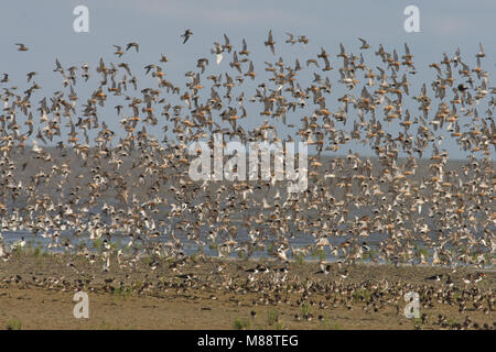 Curlew Sandpiper Herde fliegen; Krombekstrandloper groep Vliegend Stockfoto